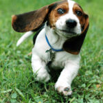 Komik Köpek Bulmacası