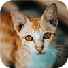 Kedi-tastic Bulmaca Mücadelesi